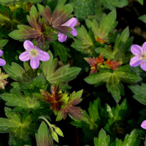 Geranium wlassovianum Fay Anna