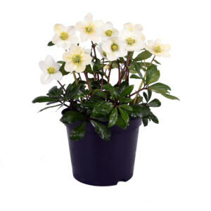 Helleborus niger Christmas Roses™ St. Fina