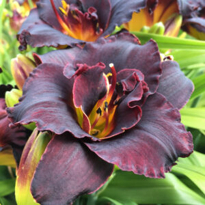 Hemerocallis Double Voodoo Dancer
