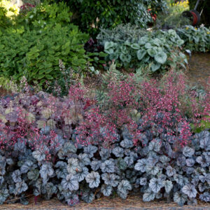 Heuchera Glitter - 12cm