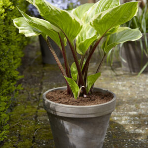Hosta Sorbet®