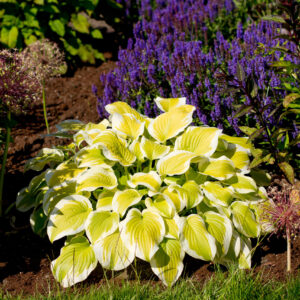 Hosta Spring Morning