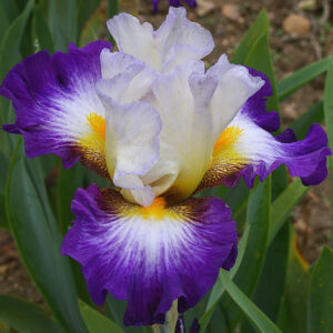 Iris germanica Irisades
