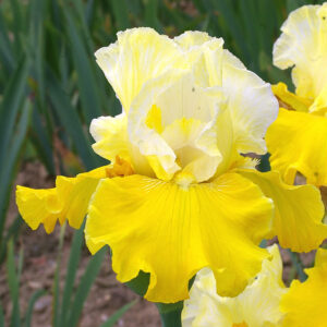 Iris germanica Lunes et Soleil