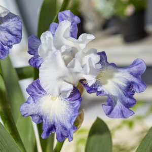 Iris germanica Miles Ahead