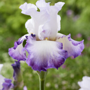 Iris germanica Pastel Printainier