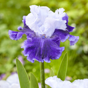 Iris germanica World Premier