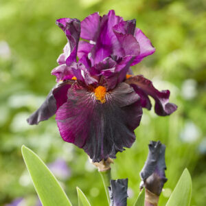 Iris germanica Dracula's Kiss