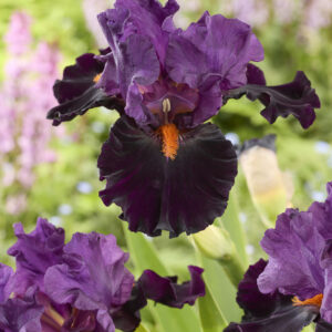 Iris germanica Sharp Dressed Man