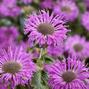 Monarda Elegant™ Magenta