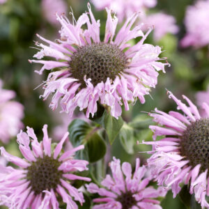 Monarda Elegant™ Pink