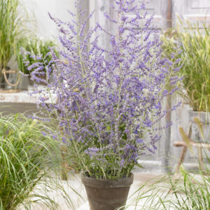 Perovskia Crazy Blue®