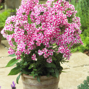 Phlox Peppermint Twist®