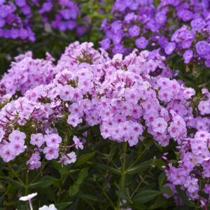Phlox Garden Girls™ Uptown Girl®