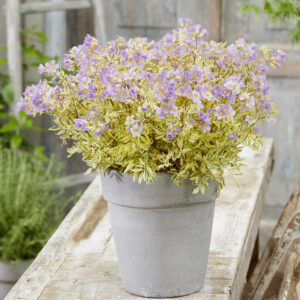 Polemonium Golden Feathers®