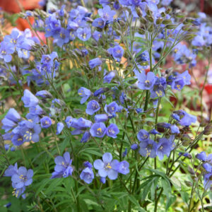 Polemonium Heaven Scent®