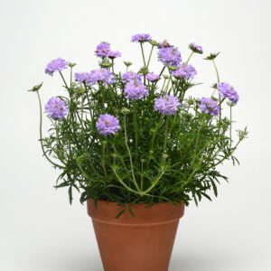 Scabiosa columbaria Flutter Deep Blue®