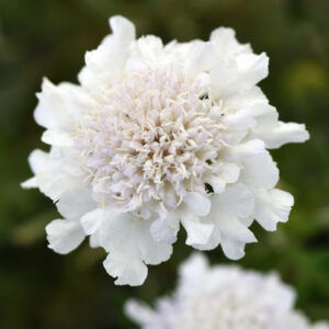 Scabiosa columbaria Flutter Pure White®
