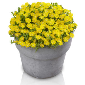 Delosperma Wheels of Wonder™ Golden