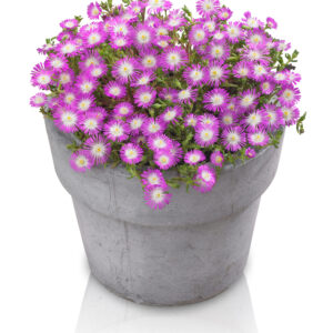Delosperma Wheels of Wonder™ Violet
