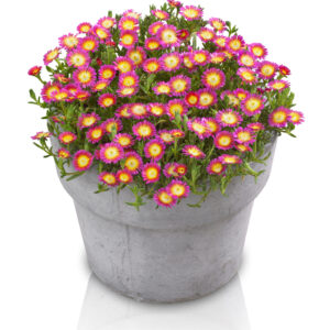 Delosperma Wheels of Wonder™ Hot Pink