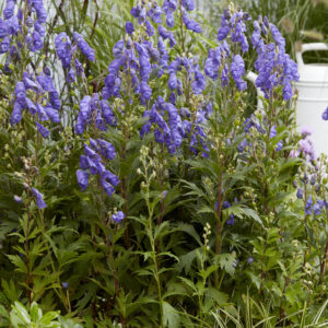 Aconitum Arendsii 'Pershore Abbey'