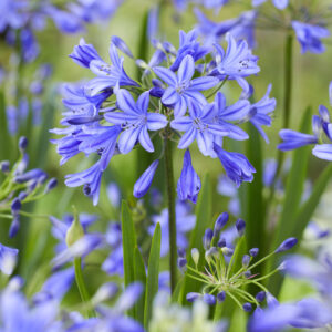 Agapanthus Lapis Lazuli