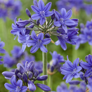 Agapanthus Magical® Sonila