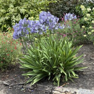 Agapanthus Meghans Mauve