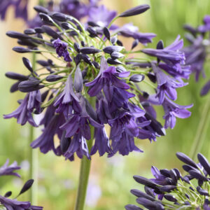 Agapanthus Nocturnal Horizon