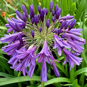Agapanthus Purple Heart