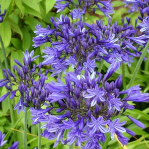 Agapanthus Star Dust
