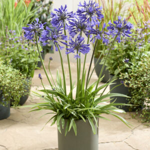 Agapanthus Star Dust