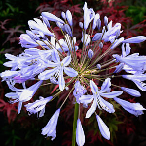 Agapanthus Twilight Zone