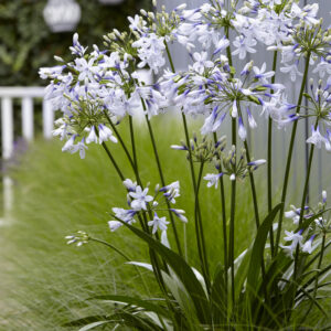 Agapanthus Twister