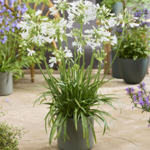 Agapanthus Vallée de Chamonix