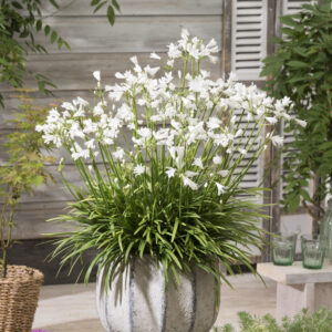 Agapanthus Vallée de Chamonix