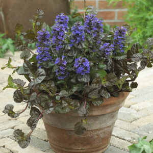 Ajuga Black Scallop