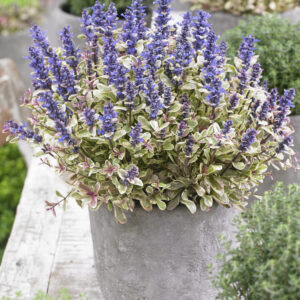 Ajuga Princess Nadia