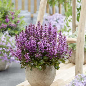 Ajuga Midnight Mystery