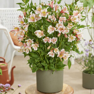 Alstroemeria Duke™ Jean
