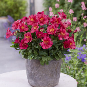 Alstroemeria Incalys Cherry