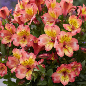 Alstroemeria Incalys Salmon