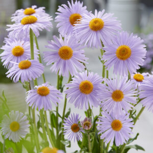 Aster tongolensis Berggarten