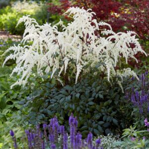Astilbe Moccachino