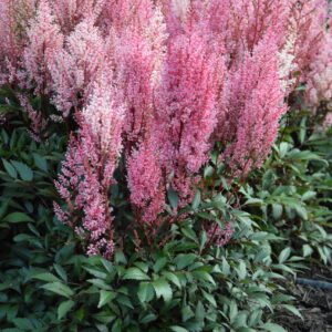 Astilbe Smile at Me
