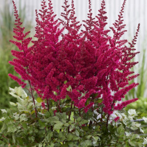 Astilbe Visions Volcano