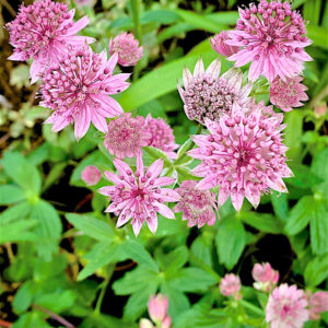 Astrantia major Lola