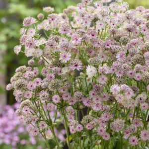 Astrantia major Lola