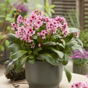 Bergenia Dark Damsel